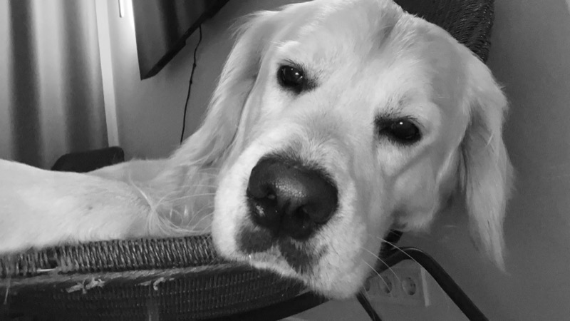 Pablo the golden retriever